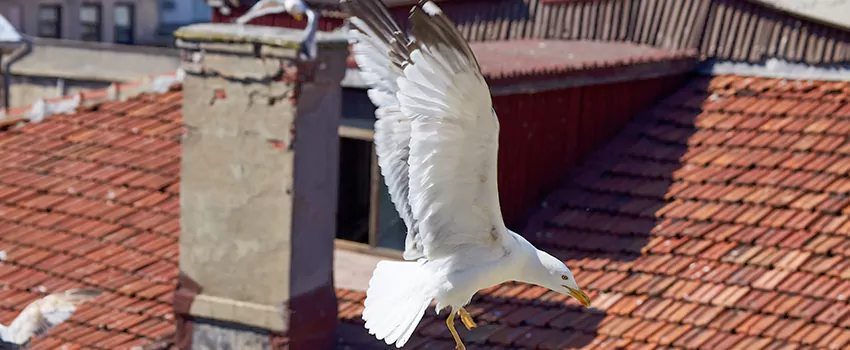 Residential Chimney Animal Removal Solution in Superior, WI